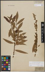 Foto von Salix triandra L. x Salix viminalis L.